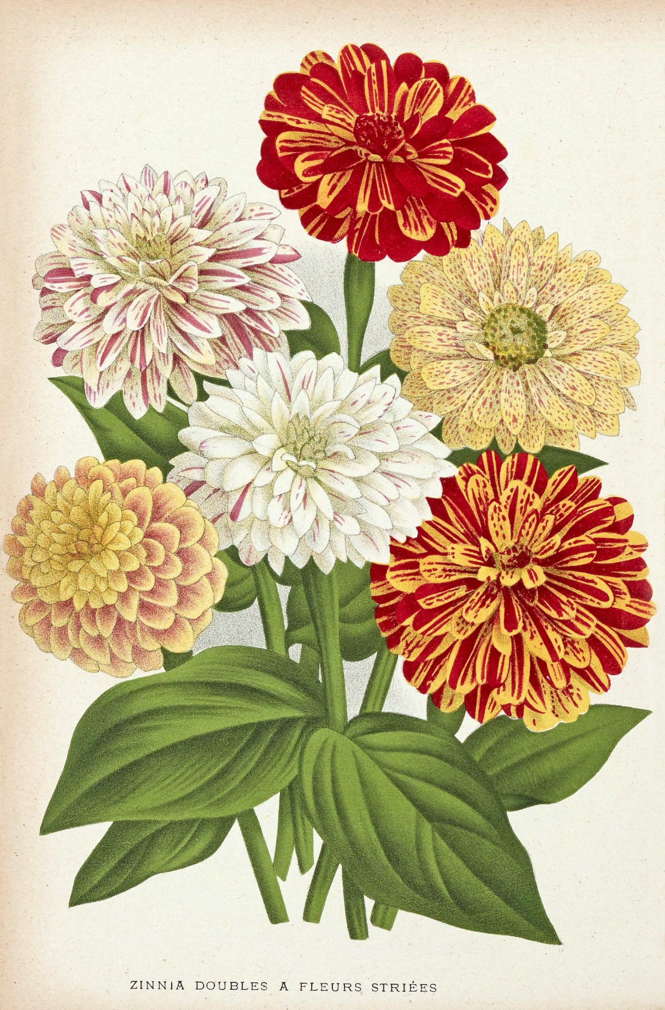 6-Zinnia doubles à fleurs striées
