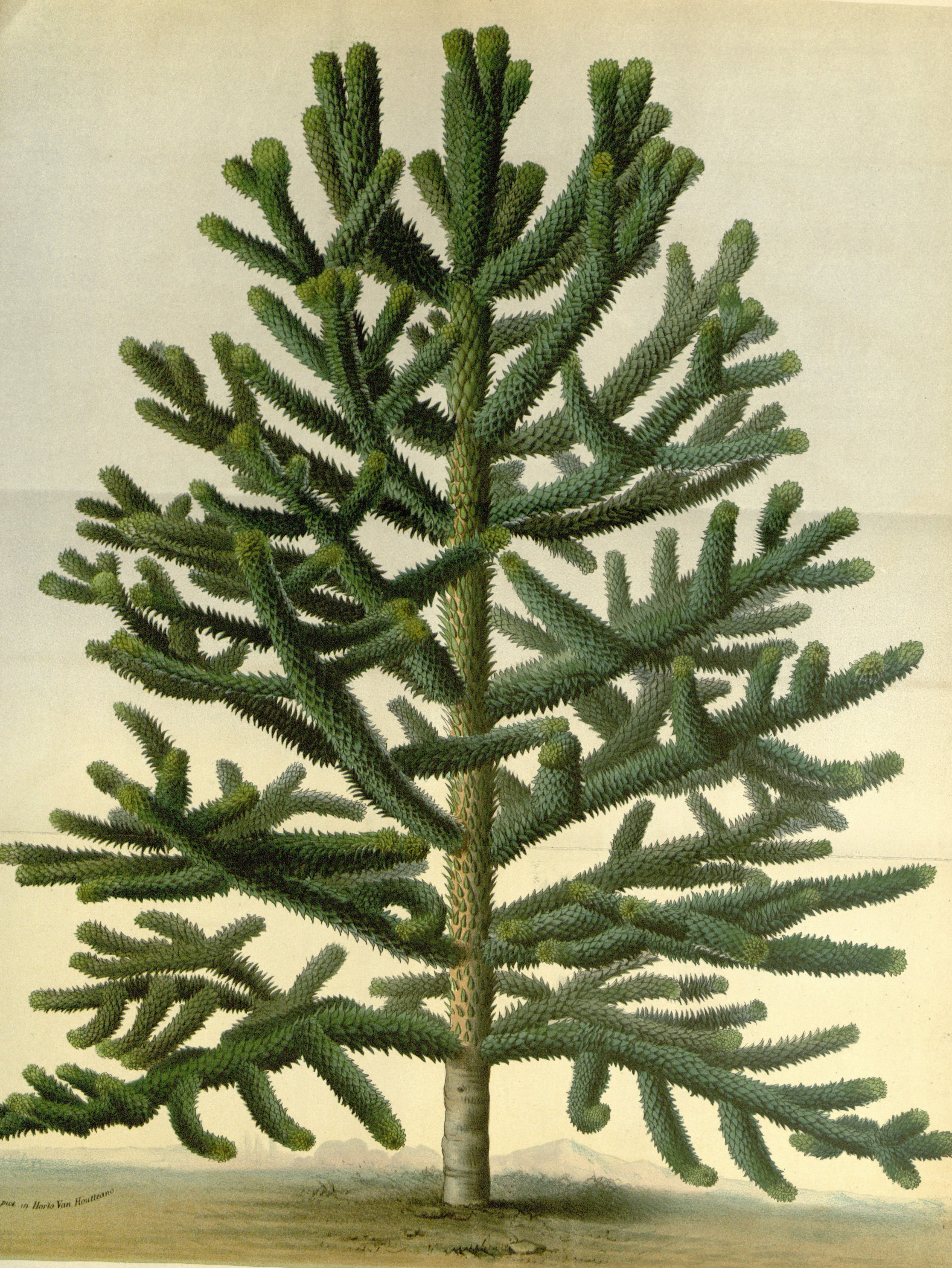 Arucaria Araucana wikipedia