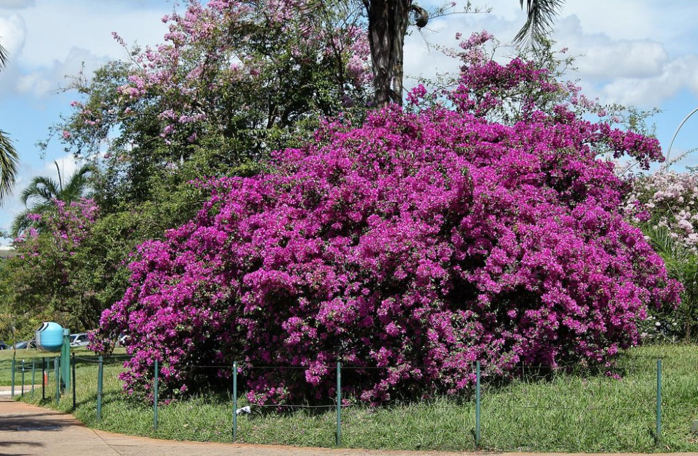 Bougainvillier spectabilis