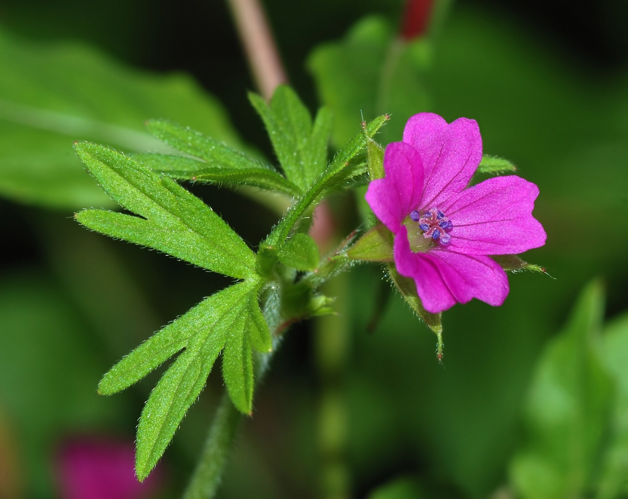 Geranium Wikipedia