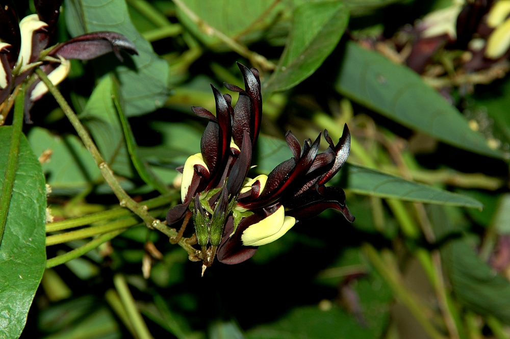 Kennedia nigricans_wikipedia