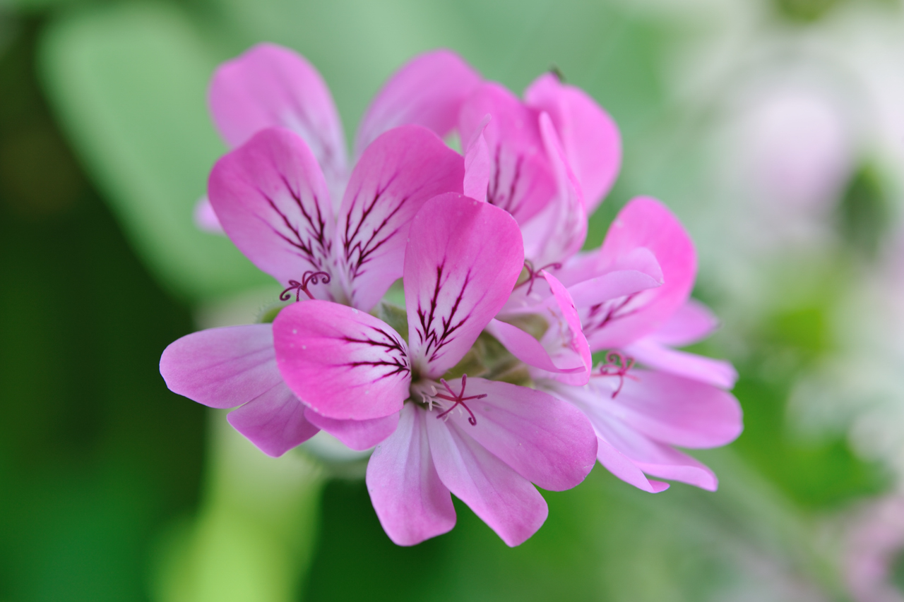Pelargonium_capitatum wikipedia
